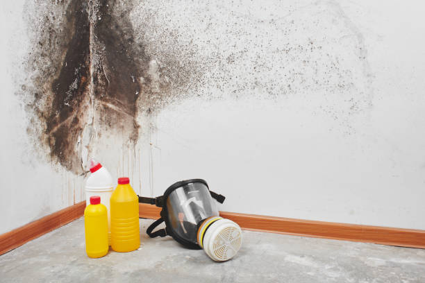 Best Post-Flood Mold Remediation in Rio Linda, CA