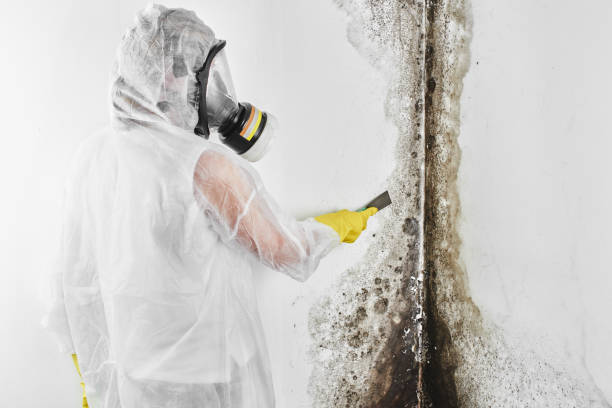 Best Black Mold Remediation in Rio Linda, CA