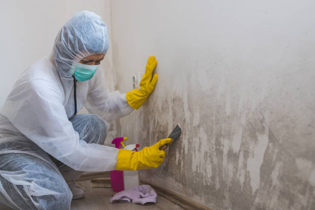 Best Basement Mold Remediation in Rio Linda, CA