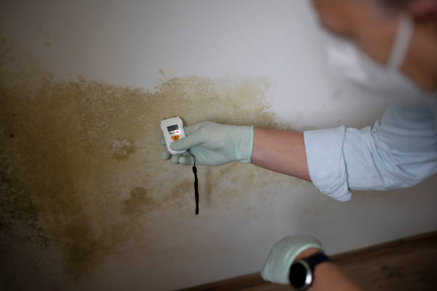 Best Mold Testing and Inspection Services in Rio Linda, CA