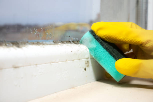 Best Industrial Mold Remediation in Rio Linda, CA
