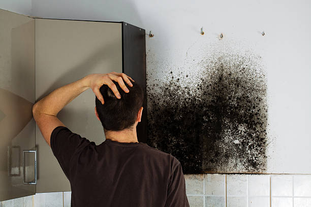 Best Localized Mold Remediation (e.g., coastal areas, humid climates) in Rio Linda, CA
