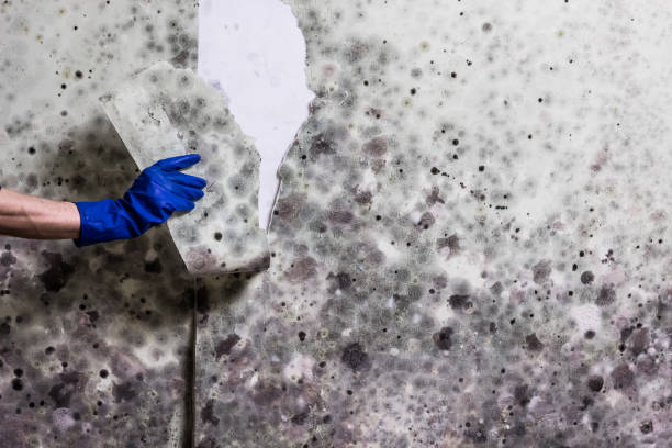 Best Kitchen Mold Remediation in Rio Linda, CA