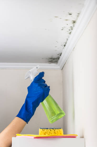 Best Attic Mold Remediation in Rio Linda, CA